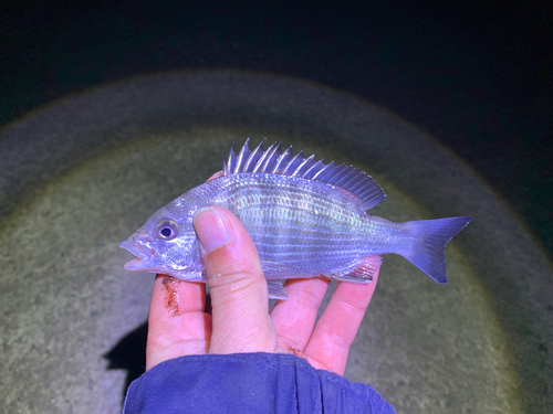 チンチンの釣果