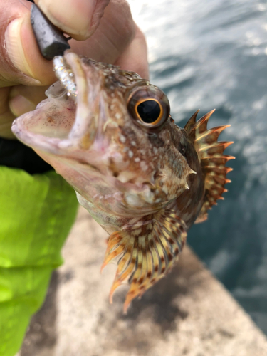 カサゴの釣果