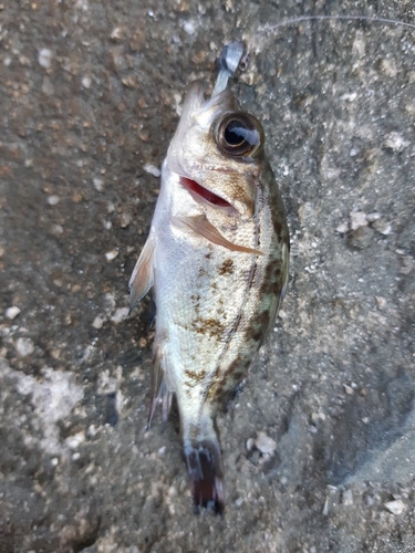 シロメバルの釣果