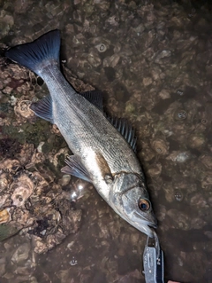 ヒラスズキの釣果