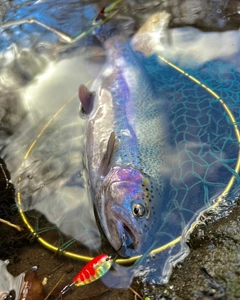 ニジマスの釣果