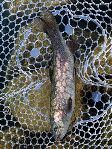 ニジマスの釣果