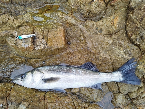 マルスズキの釣果