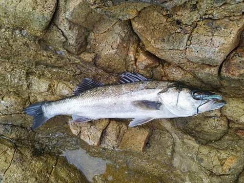 マルスズキの釣果