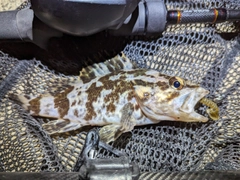 タケノコメバルの釣果