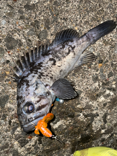 クロソイの釣果