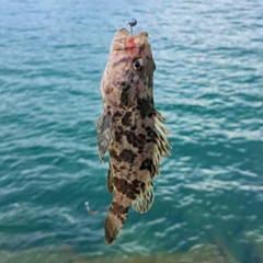 タケノコメバルの釣果