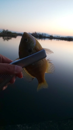 ブルーギルの釣果