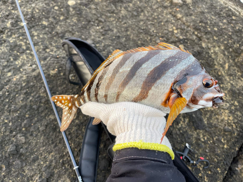 タカノハダイの釣果