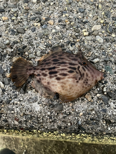 カワハギの釣果