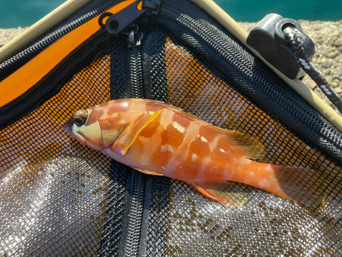 アカハタの釣果