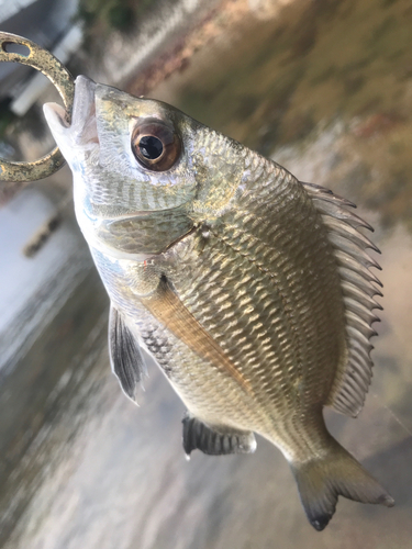 ナンヨウチヌの釣果