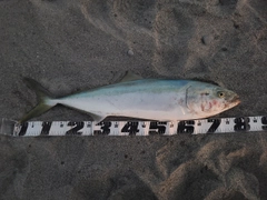 ブリの釣果