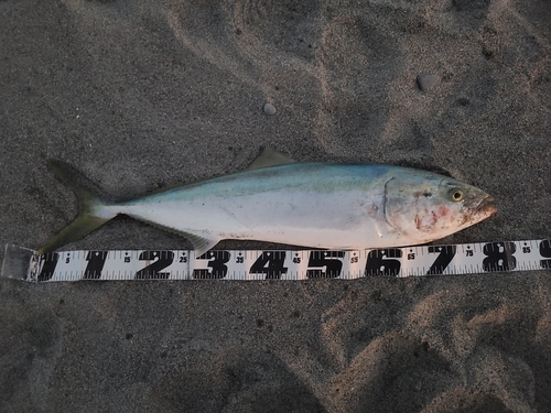 ブリの釣果