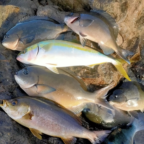 メジナの釣果