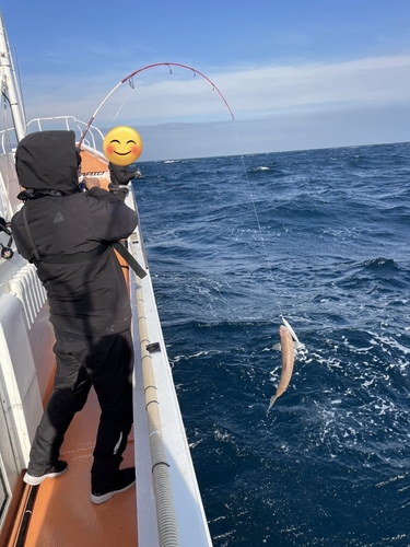 エソの釣果