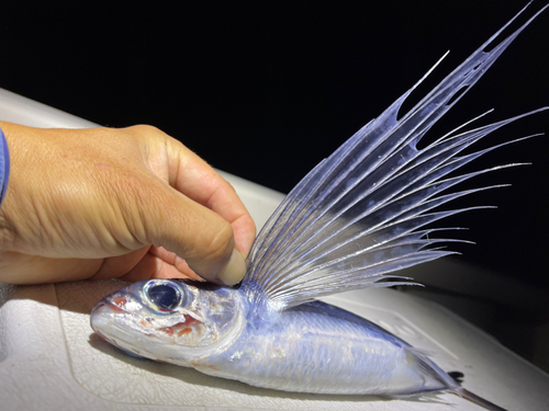 トビウオの釣果