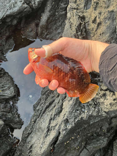 ホシササノハベラの釣果