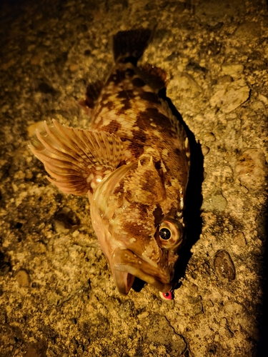 カサゴの釣果