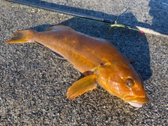 アイナメの釣果