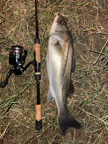 スズキの釣果