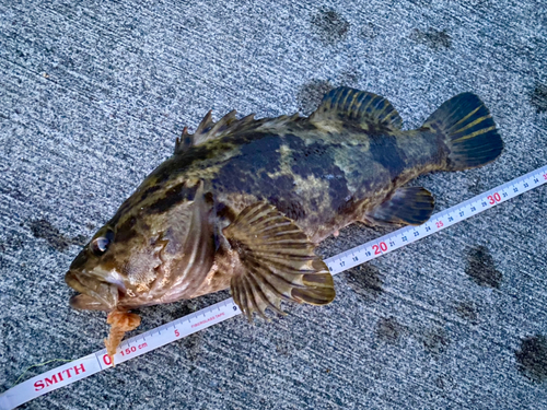 ベッコウゾイの釣果