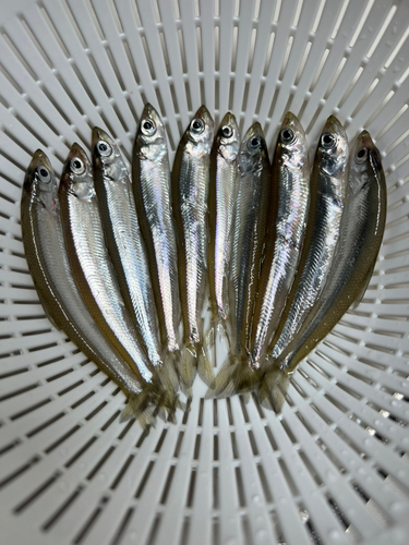 チカの釣果