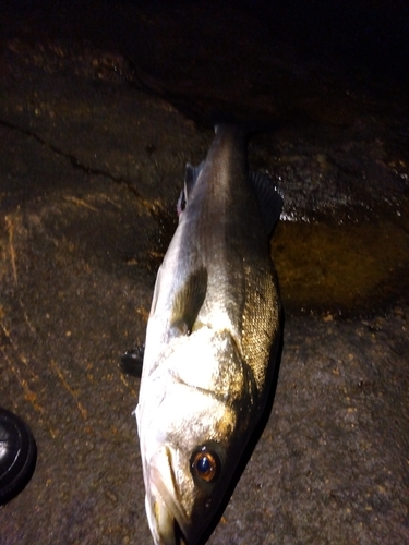 スズキの釣果