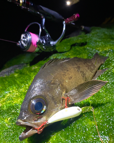 クロメバルの釣果