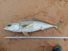 ブリの釣果