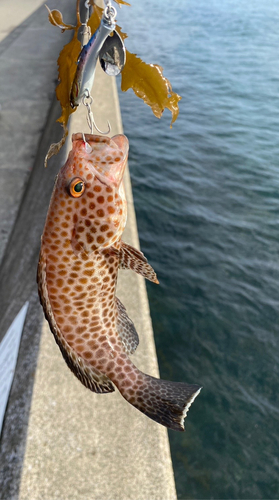 オオモンハタの釣果