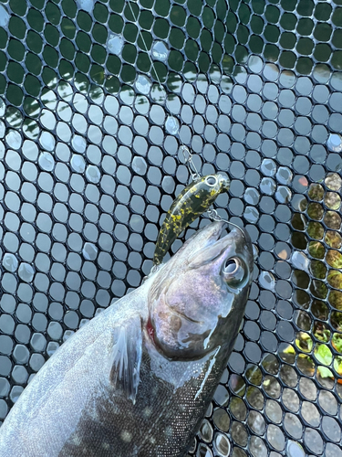 トラウトの釣果