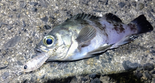 シロメバルの釣果