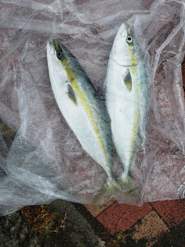 ワラサの釣果