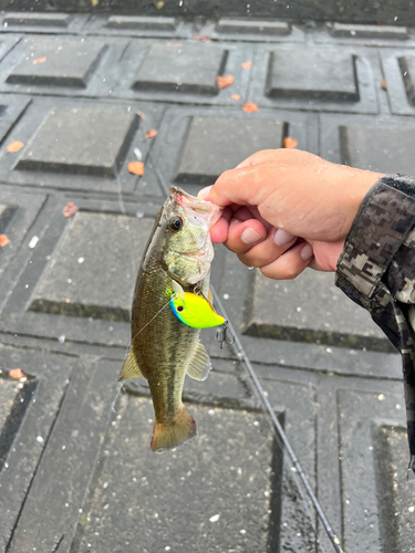 ブラックバスの釣果