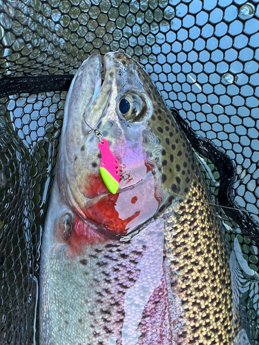 トラウトの釣果