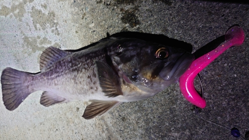 クロソイの釣果