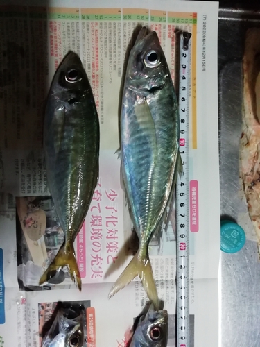 アジの釣果