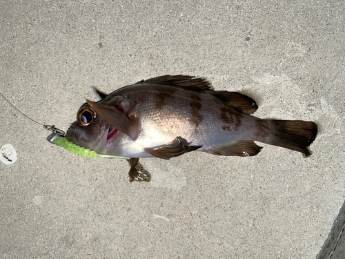 メバルの釣果