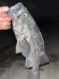 クロソイの釣果