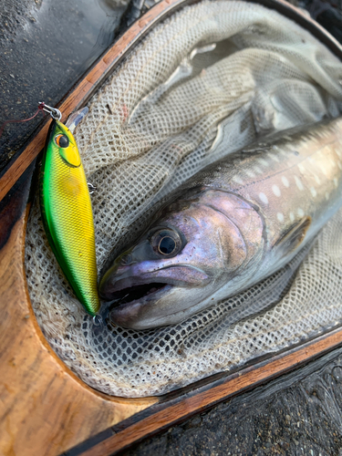 アメマスの釣果