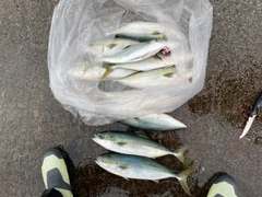 ツバスの釣果