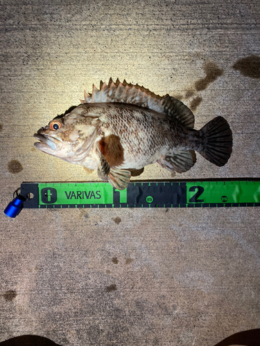 オウゴンムラソイの釣果