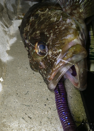 ベッコウゾイの釣果