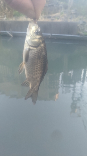 マブナの釣果