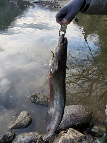 ナマズの釣果