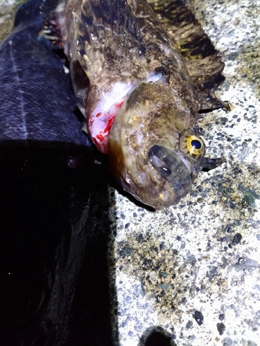 フサギンポの釣果