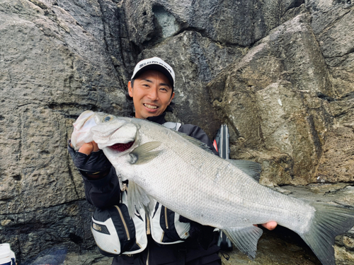 ヒラスズキの釣果