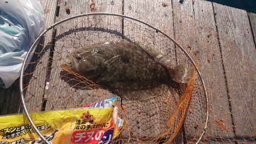 ガンゾウビラメの釣果