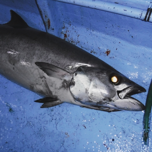 アブラソコムツの釣果